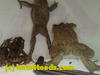 /home//u458753944/public_html/sourcegallery///////////////////////Roxborough Toad Detour/2013-2019/2017/P4100659.JPG